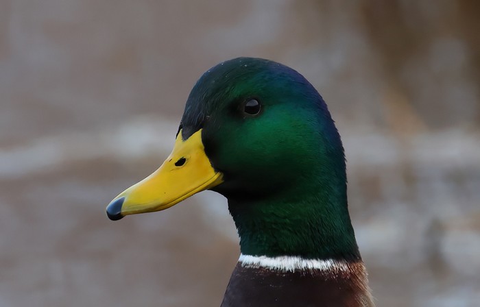 Mallard