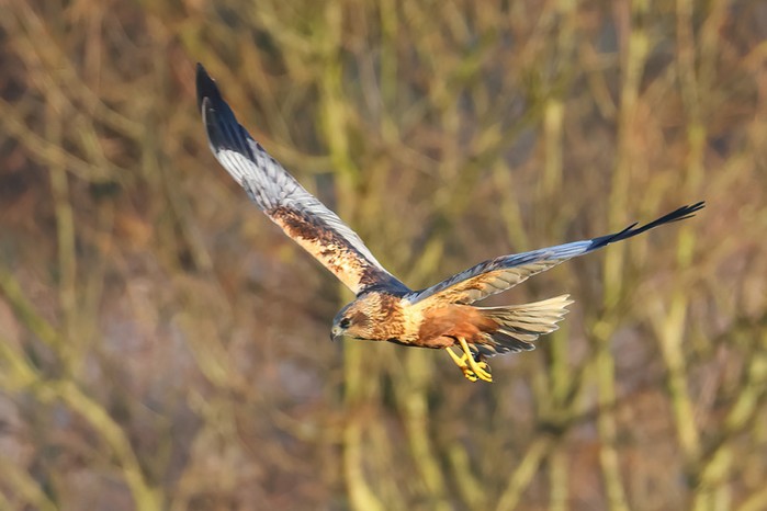 Marsh Harrier