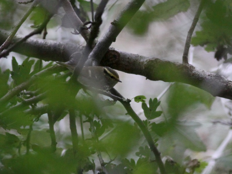 Pallas's Warbler