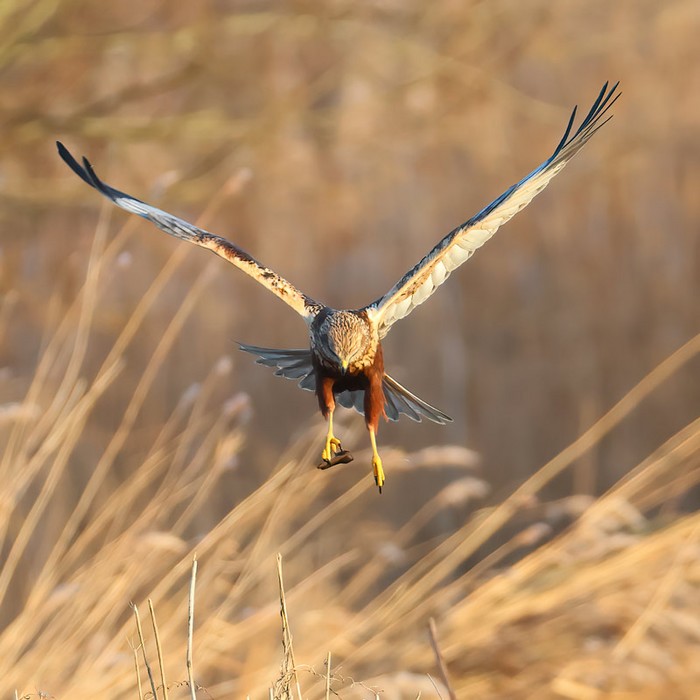 Marsh Harrier