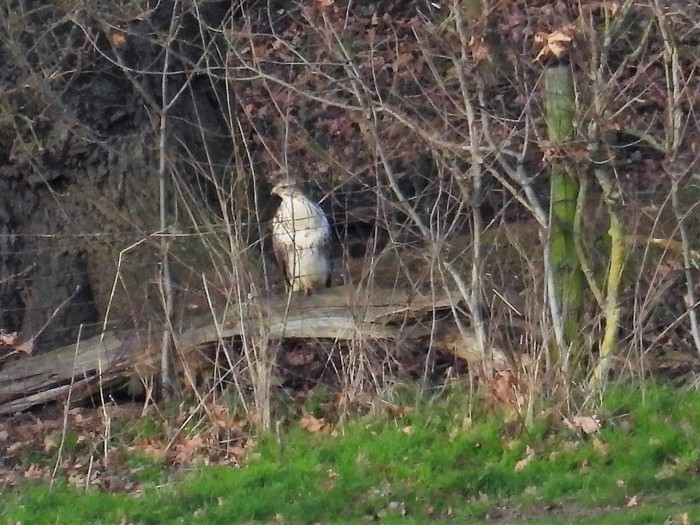 buzzard