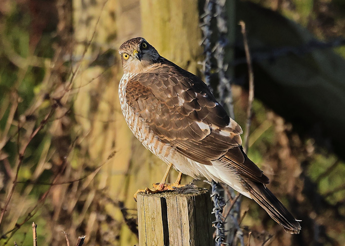 Sparrowhawk