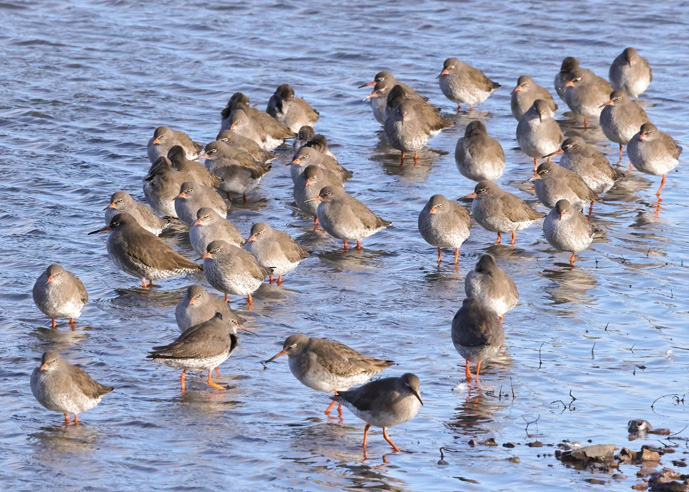 Redshank