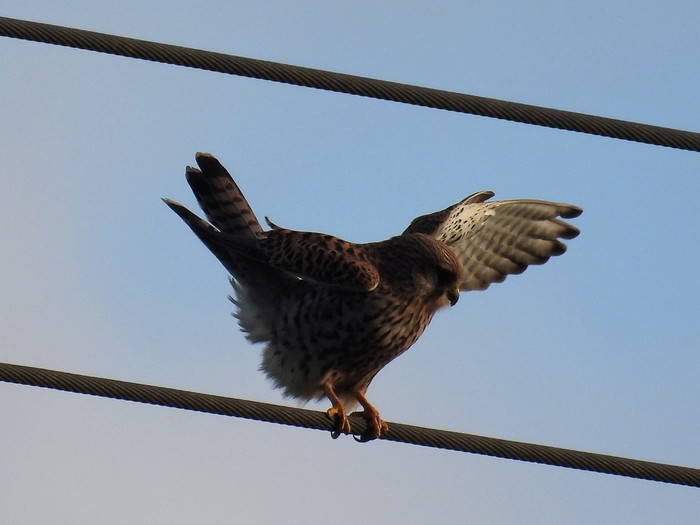Kestrel
