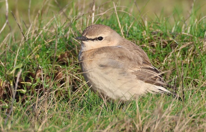 Isabelline Wheatear