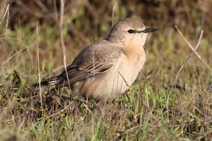 Isabelline Wheatear