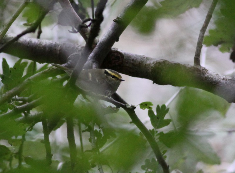 Pallas's Warbler