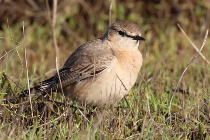 Isabelline Wheatear