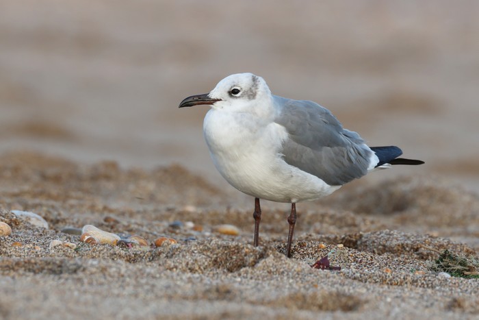 Laughing Gull