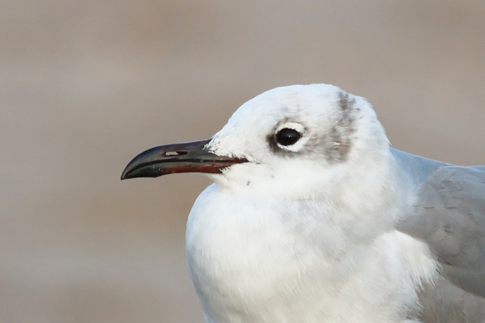 Laughing Gull
