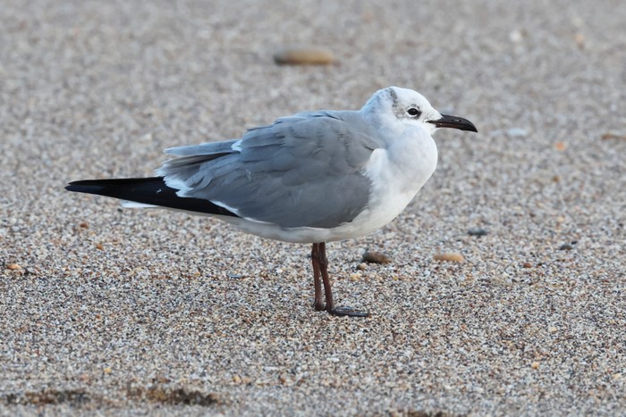 Laughing Gull