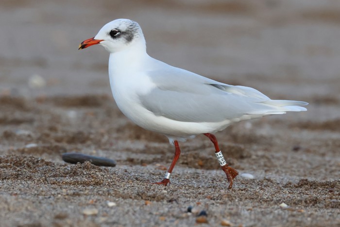 Mediterranean Gull