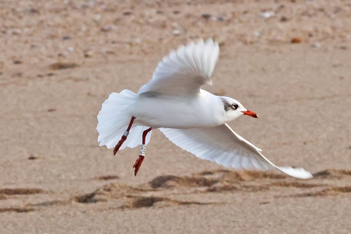 Mediterranean Gull