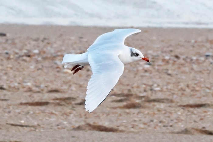 Mediterranean Gull
