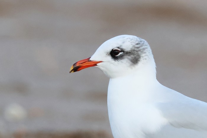 Mediterranean Gull