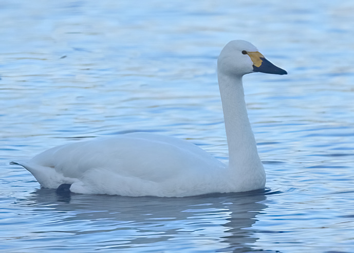 Bewick's Swan