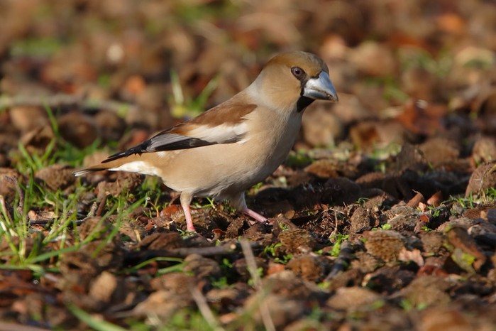Hawfinch