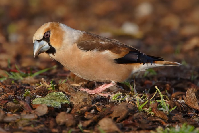 Hawfinch