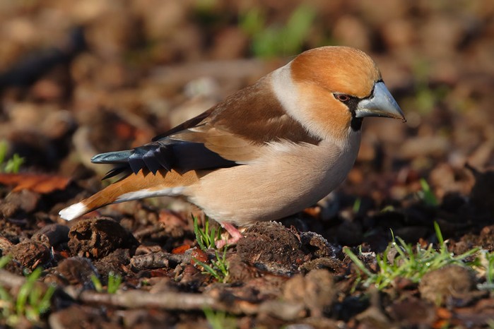 Hawfinch