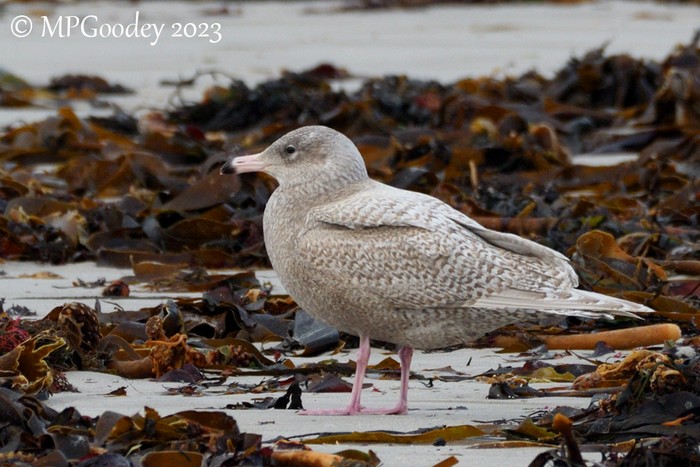 Glaucous Gull