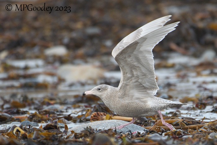 Glaucous Gull