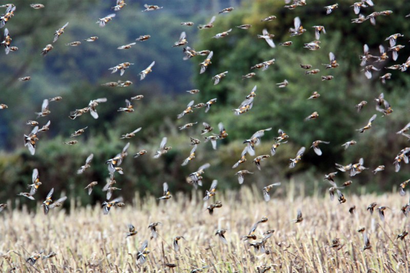 Brambling