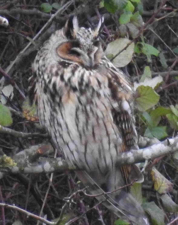 Long-eared Owl