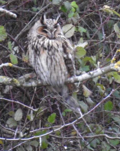 Long-eared Owl