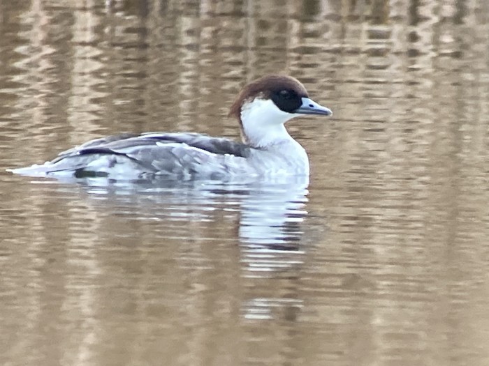 Smew