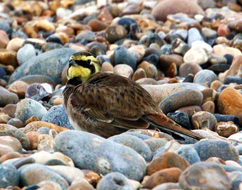 Shorelark