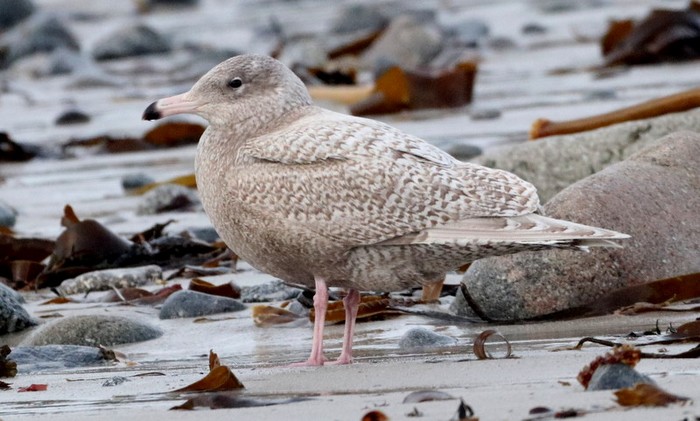 Glaucous Gull