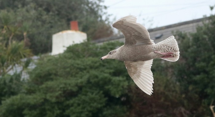 Glaucous Gull