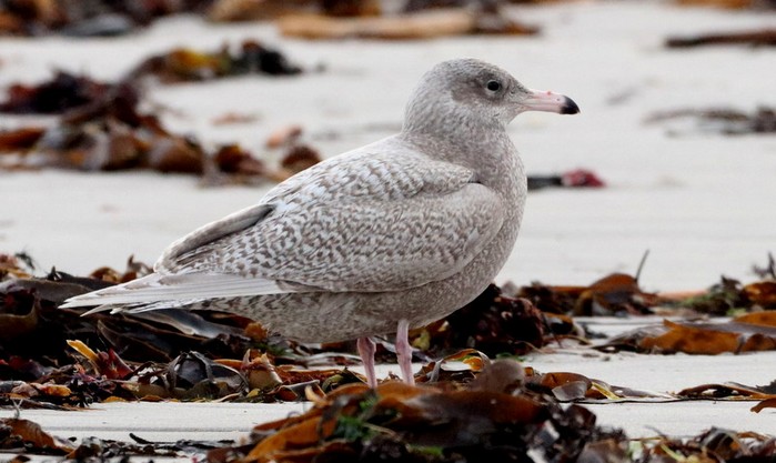 Glaucous Gull