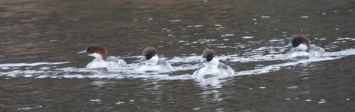 Smew