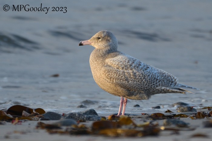Glaucous Gull