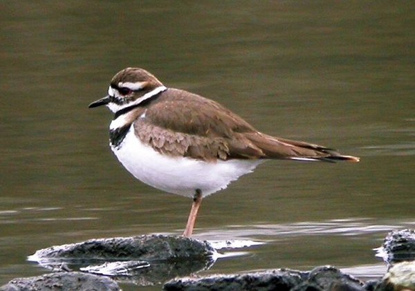 Killdeer