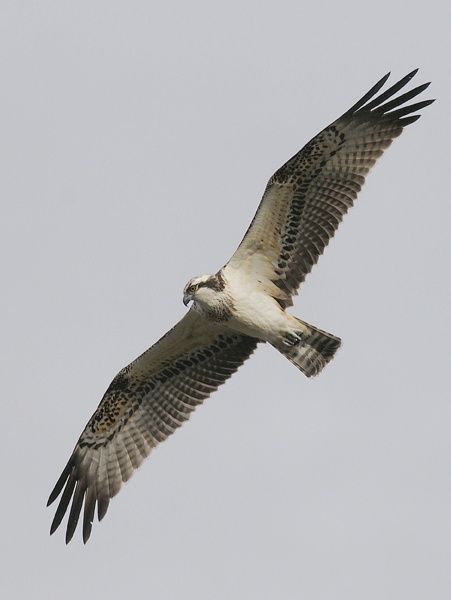 Osprey