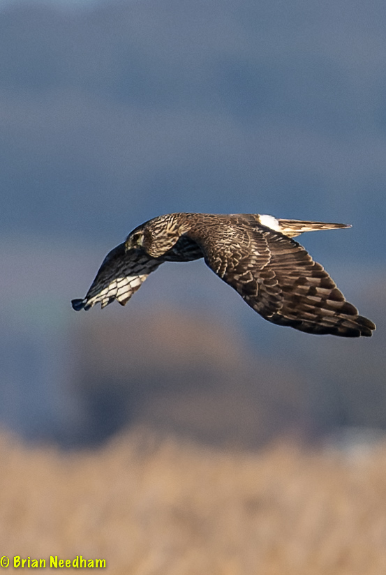 Hen Harrier