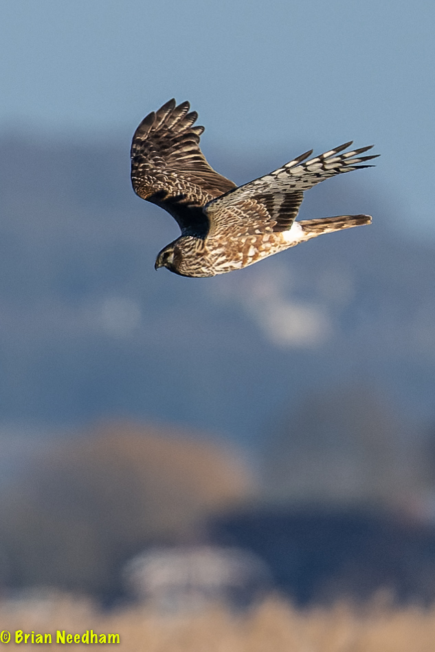 Hen Harrier