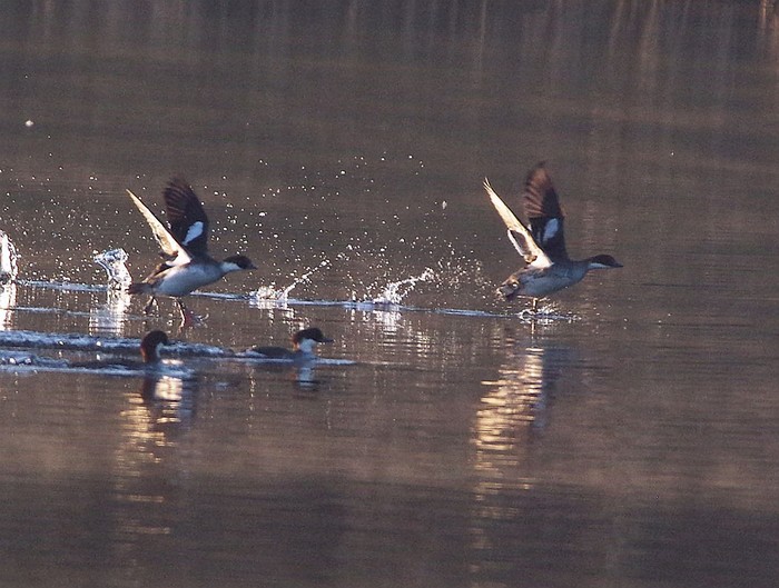 Smew