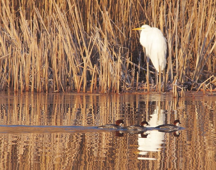 Great White Egret