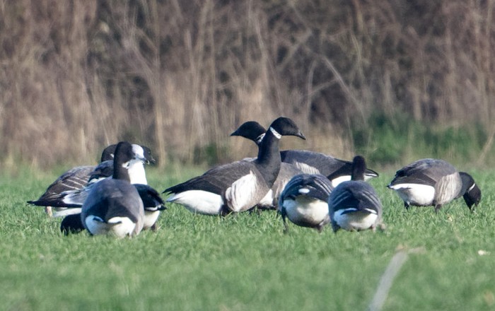 Black Brant