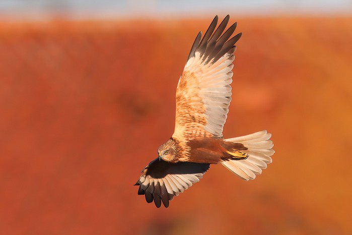 Marsh Harrier