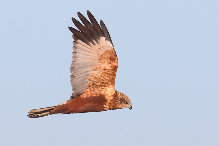Marsh Harrier