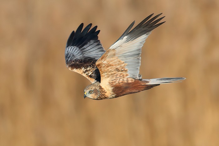 Marsh Harrier