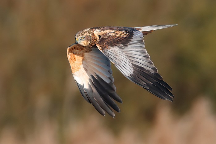 Marsh Harrier