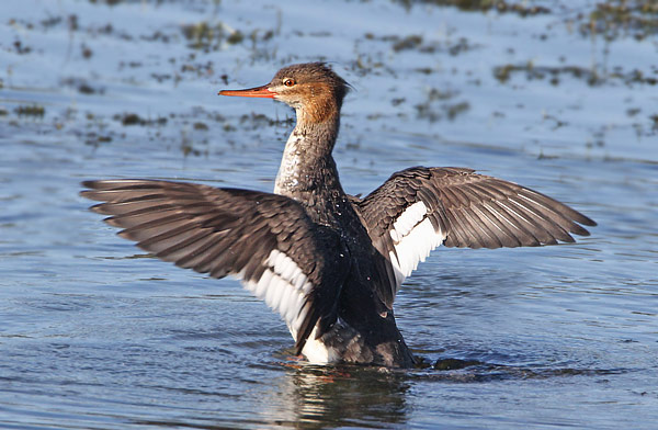 Red-breasted Merganser