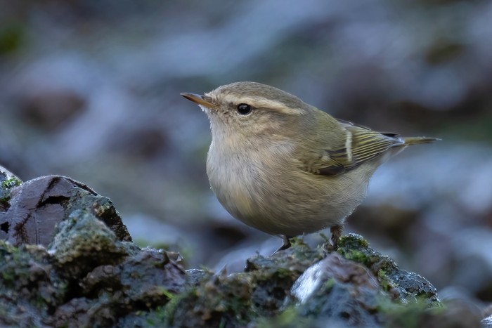 Hume's Warbler