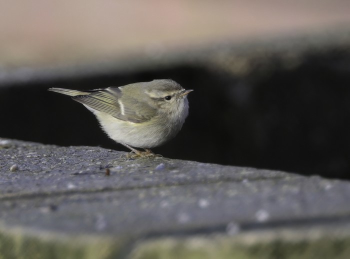 Hume's Warbler
