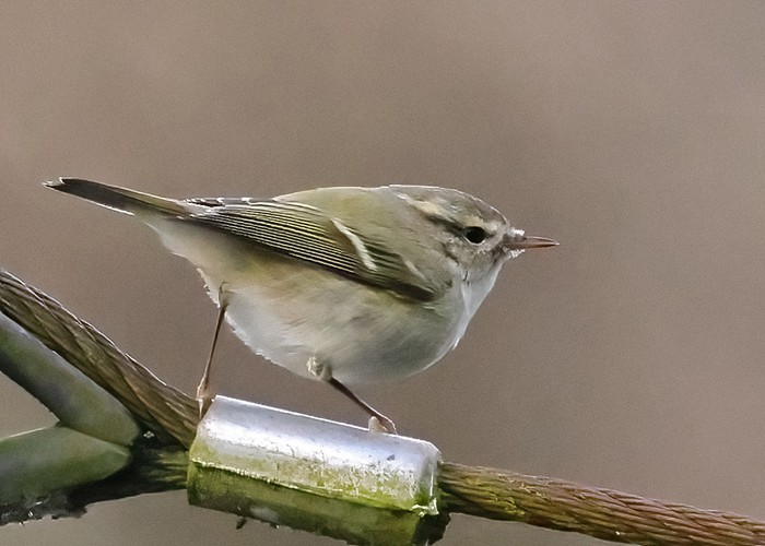 Hume's Warbler